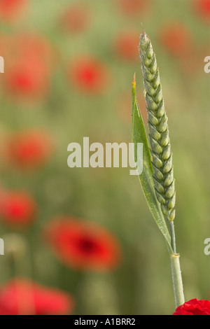 Grüne Ähre wachsen im Mohnfeld, "close up" Detail, England, UK Stockfoto