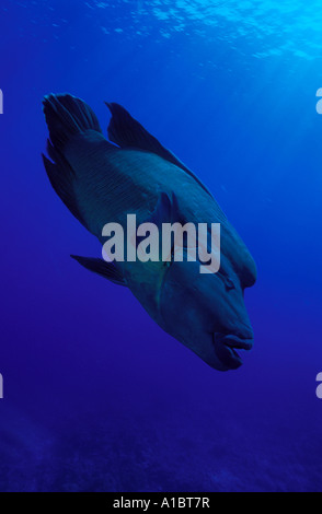 Beginn Napoleon-Lippfisch Cheilinus Undulatus Bora Bora Französisch Polynesien Stockfoto