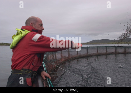 Celtic Atlantic Salmon ltd Killary Harbour Irland Handanlage Jungfische oder jungen Atlantischen Lachs Stockfoto