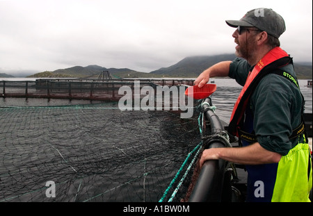 Celtic Atlantic Salmon ltd Killary Harbour Irland Handanlage Jungfische oder jungen Atlantischen Lachs Stockfoto