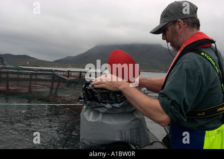 Celtic Atlantic Salmon ltd Killary Harbour Irland Handanlage Jungfische oder jungen Atlantischen Lachs Stockfoto