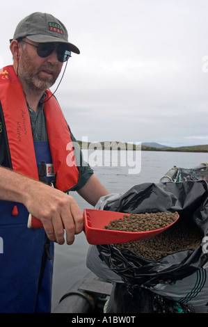 Celtic Atlantic Salmon ltd Killary Harbour Irland Handanlage Jungfische oder jungen Atlantischen Lachs Stockfoto