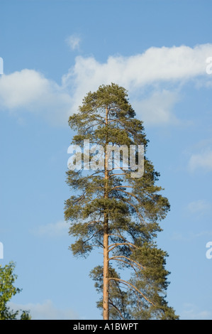 Kiefer gegen blauen Himmel Stockfoto