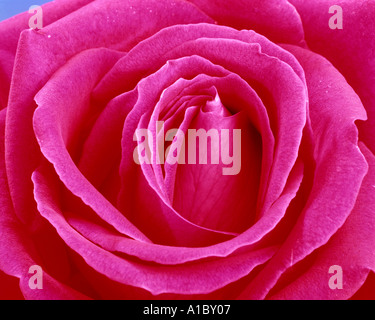 FLORA: Englisch Red Rose (lat.: rosa Händel) Stockfoto