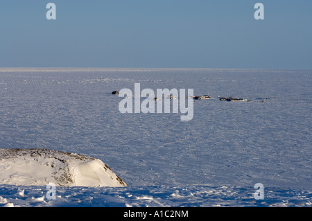 Stadt auf Herschel Island vor der Mackenzie River Delta Yukonterritorium, Kanada Stockfoto