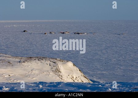 Stadt auf Herschel Island vor der Mackenzie River Delta Yukonterritorium, Kanada Stockfoto