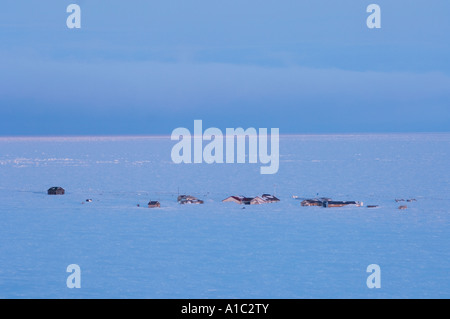 Stadt auf Herschel Island vor der Mackenzie River Delta Yukonterritorium, Kanada Stockfoto