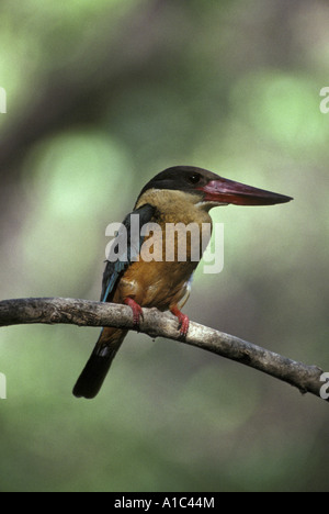 Braun leitete Storkbilled Kingfisher Pelargopsis Capensis thront auf Niederlassung in der Nähe Stockfoto