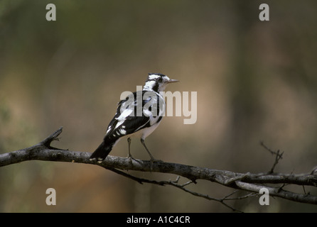 Australische Magpie Lerche Grallina Cyanoleuca weibliche Australien Stockfoto