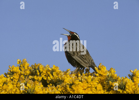 Lange tailed Wiese Lerche Sturnella Loyca Gesang Falkland-Inseln Stockfoto