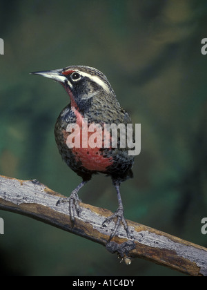 Redbreasted Meadowlark Leistes Militaris Großaufnahme gehockt Zweig Stockfoto