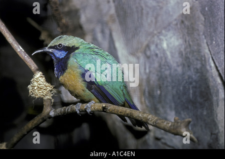 Orange bellied Leafbird Chloropsis Hardwickii Nahaufnahme thront auf Zweig Stockfoto