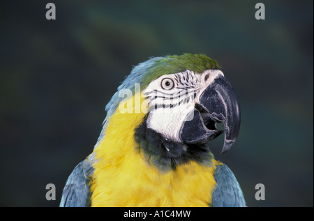 Blau gelbe Ara Ara Ararauna hautnah Stockfoto
