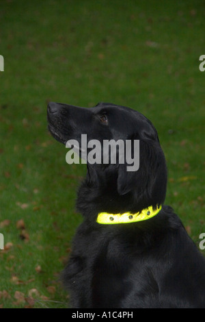 Flatcoat Retriever tragen ein reflektierendes Hundehalsband Stockfoto