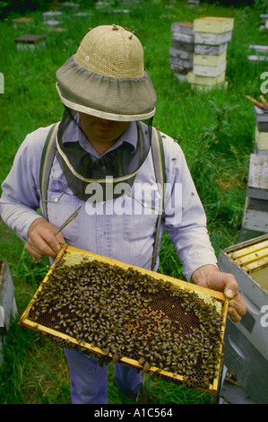 Imker mit Honig Biene Bienenstock in Oswego County New York Stockfoto