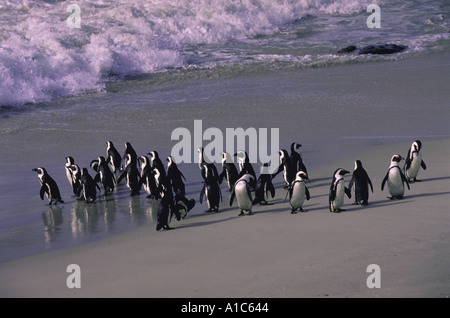 Eine Gruppe von afrikanischen Pinguine zu Fuß am Strand von Felsbrocken in der Nähe von Simonstown Südafrika Stockfoto