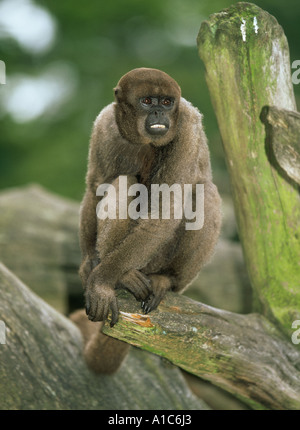 gemeinsamen wollige Affen Lagothrix lagothricha Stockfoto