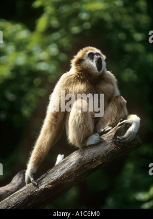 Gemeinsamen Gibbon, weiße übergab Gibbon (Hylobates Lar). Erwachsenen auf einem Ast während des Anrufs Stockfoto