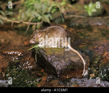 Braune Ratte (Rattus norvegicus). Erwachsenen auf einem nassen Felsen in einem Stream Stockfoto