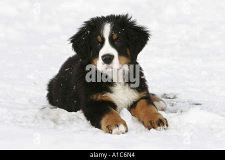 Berner Sennenhund Welpen im Schnee liegend Stockfoto