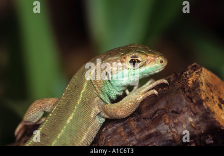 Westliche Smaragdeidechse Lacerta bilineata Stockfoto