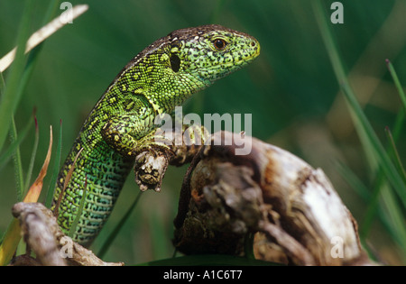 Sand Lizard (Lacerta agilis), männlich auf einem toten Ast. Deutschland Stockfoto