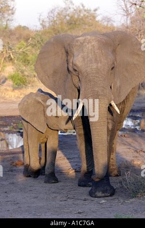 Baby-Elefant mit Elternteil in freier Wildbahn Stockfoto