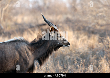 Große Kudu in freier Wildbahn Stockfoto