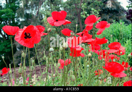 Büschel von roten Mohn Blumen Stockfoto