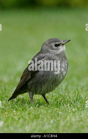 Juvenile Starling Stockfoto