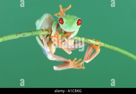 rotäugigen Baumfrosch (Agalychnis Callidryas), Klettern am Zweig Stockfoto