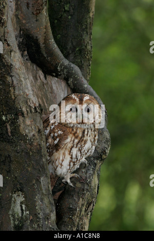 Waldkauz im Baum Stockfoto