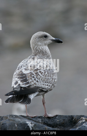 Juvenile Silbermöwe Stockfoto