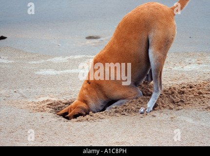 Hund mit Kopf in den Sand. Die Strände in Goa sind glücklich Krabbe Jagdgründe für Mischlinge Benaulim Salcete Goa Strand Stockfoto