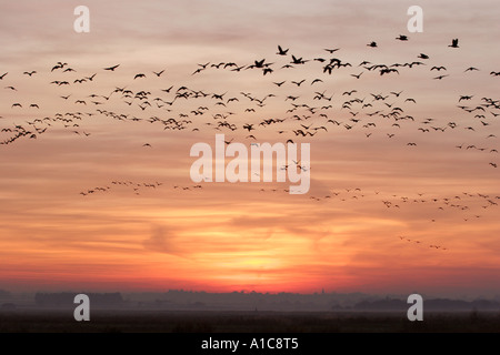 Gänse bei Sonnenuntergang über Martin Mere Stockfoto