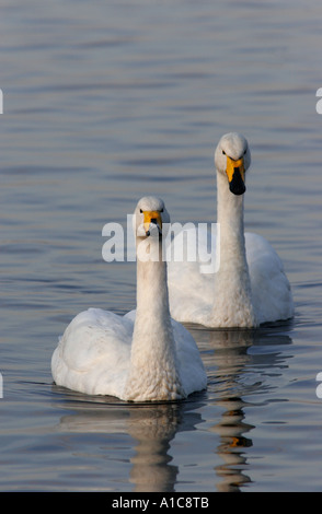 Whooper Schwan paar Stockfoto