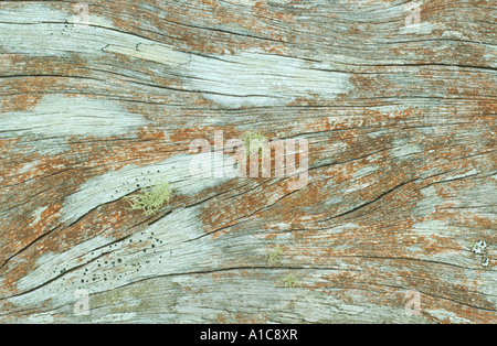 alten Mannes Bart (Usnea spec.), Flechten auf Holz, Australien Stockfoto