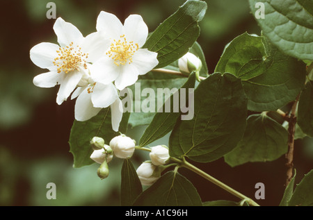 Mock Orange, geruchlos Mock Orange (Philadelphus Inodorus), Blumen Stockfoto