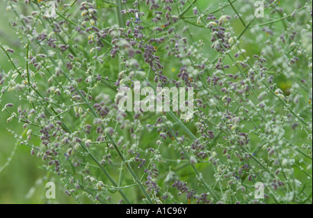 Russischer Salbei (Perovskia Atriplicifolia), blühen Stockfoto