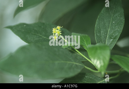 Avocado (Persea Americana), Blumen Stockfoto