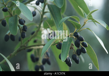 indische Persea (Persea Indica, Laurus Indica, Phoebe Indica), Zweig mit Früchten Stockfoto