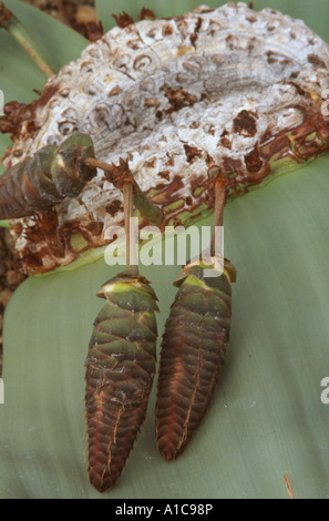 Baum Tumbo, Tumboa, Welwitschia (Welwitschia Mirabilis), weiblichen Zapfen Stockfoto