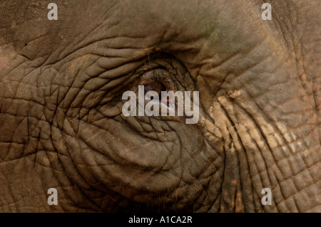 Asiatischer Elefant, Asiatischer Elefant (Elephas Maximus), Auge, Thailand Stockfoto