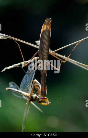 Europäische Jagd Gottesanbeterin (Mantis Religiosa), Fütterung einer Libelle, Frankreich, Corsica Stockfoto