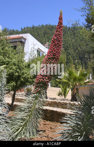 Turm der Juwelen (Echium Wildpretii), blühen, endemisch auf den Kanarischen Inseln, Spanien, Teneriffa Stockfoto