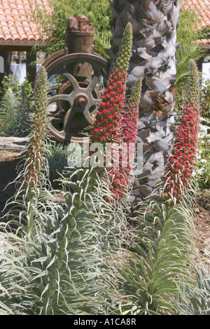 Turm der Juwelen (Echium Wildpretii), blühen, endemisch auf den Kanarischen Inseln, Spanien, Teneriffa Stockfoto