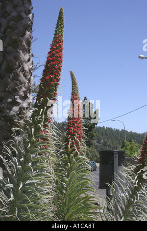 Turm der Juwelen (Echium Wildpretii), blühen, endemisch auf den Kanarischen Inseln, Spanien, Teneriffa Stockfoto