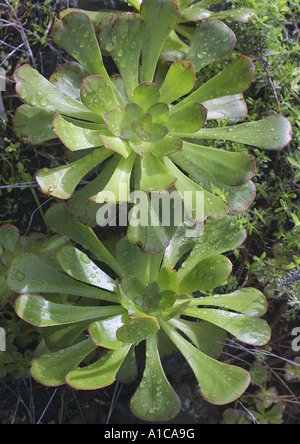 Pin-Rad (Aeonium Urbicum), Blattrosetten, Spanien, Teneriffa Stockfoto