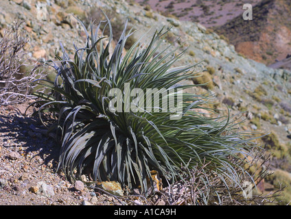 Turm der Juwelen (Echium Wildpretii), Grundrosette, Spanien, Teneriffa Stockfoto