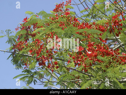 Royal Poinciana (Delonix Regia), blühenden Baum, Spanien, Kanarische Inseln, Teneriffa Stockfoto